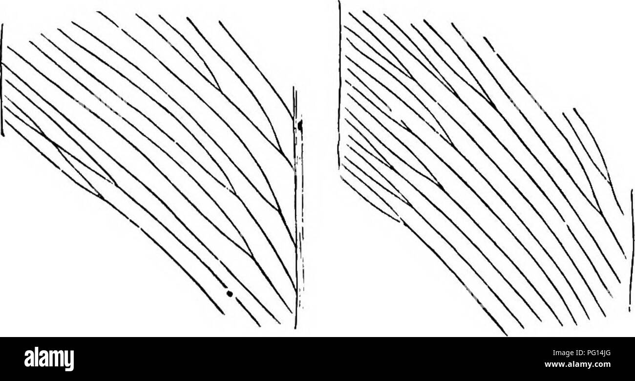 . Fossile Pflanzen: für Studenten der Botanik und Geologie. Paläobotanik. 508 PTERIDOSPEBMS usw. [CH. Südafrika und anderswo. Es wurde auch durch Amalitzkyi im Oberen Perm Betten anerkannt in Russland und von Zeiller in der Rhaetic Serie von Tonkin^. Glossopteris angustifolia, Brongniart. Abbn. 340, B; 342. Es ist zweckmäßig, diese Bezeichnung für lineare Wedel mit einer akuten oder stupides Apex und eine äderung - retikulum aus langen und engen Maschen (Abb. zu behalten. 340, B). Es ist keineswegs unwahrscheinlich, wie Arber schlägt vor, dass die gleiche Pflanze Blätter der Q. indica Typ produziert haben und schmaler Stockfoto