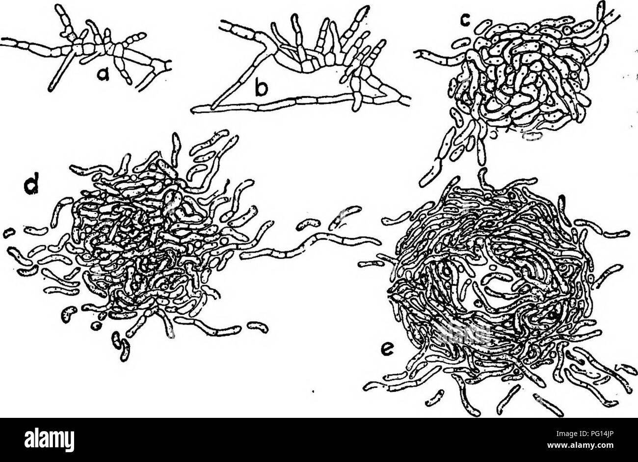 . Chestnut blight. Kastanienrindenkrebses; Kastanien. 576 Bulletin 347 • Entwicklung der pycnidium - pycnidial Stadium normalerweise erscheint auf dem cankers in drei bis sechs Wochen nach der Impfung. Die frühesten Stadien der Entwicklung der pycnidium sind nicht leicht zu finden und in der Rinde studiert, aber wenn die ftingus ist in Van Tieghem Zellen in Tropfen agar gewachsen Der Prozess kann leicht unter dem Mikroskop beobachtet werden. Bei Raumtemperatur ist in weniger als einer Woche beginnt, wird auf folgende Weise: An einem bestimmten Punkt auf einer hypha, kurze Zellen werden durch die Festlegung von neuen Septen gebildet. Diese Zellen erhöhen Stockfoto