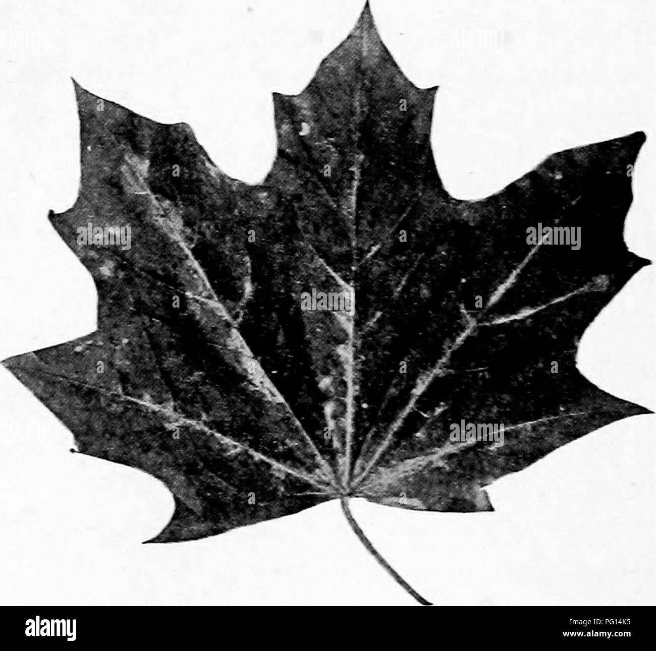 Das Handbuch der Baumkrankheiten beschreibt häufige Pilzinfektionen wie pulvrigen Mehltau, die verschiedene Baumarten einschließlich des Norwegischen Ahorns betreffen. Es umfasst auch diagnostische Funktionen und Kontrollmethoden für verschiedene Baumkrankheiten und bietet praktische Lösungen für das Baumgesundheitsmanagement. Stockfoto