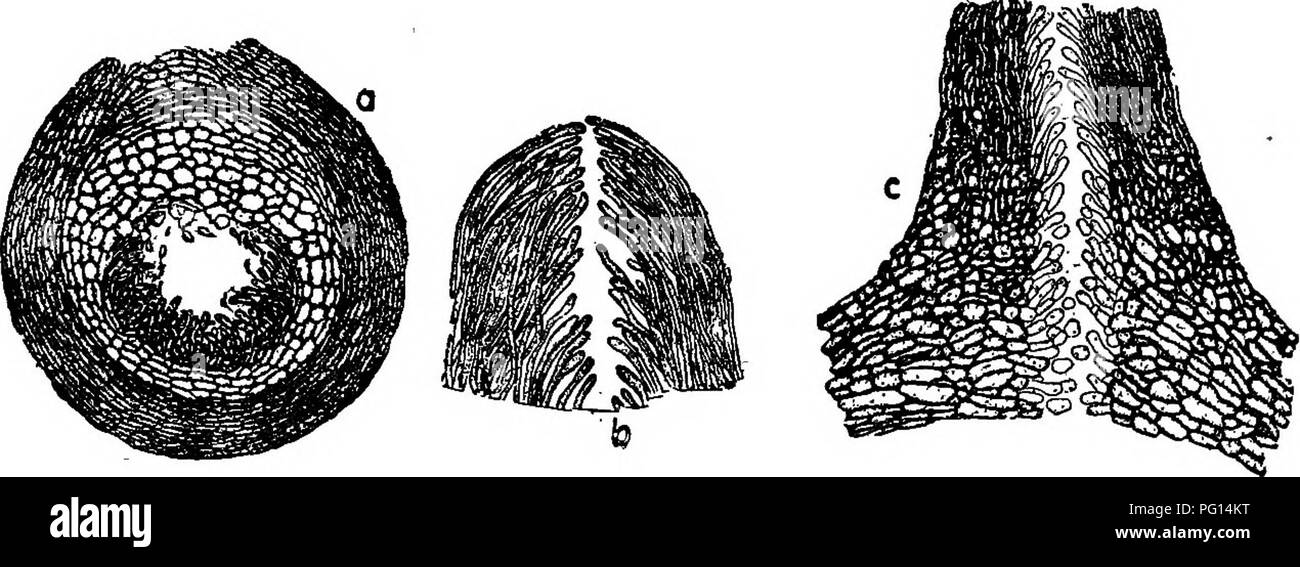 . Chestnut blight. Kastanienrindenkrebses; Kastanien. Endothia Canker von Kastanien S6 i - werden in der Regel nicht gekrümmt ist ein weiterer Grund, warum diese Phase nicht zu Cytospora bezeichnet werden sollte. Die spore Membran ist dünn und glatt. Die Sporen sind mit dichten, homogenen Protoplasma gefüllt, und Jede spore enthält eine einzelne smaU, länglichen Kern in der Nähe des Zentrums. Es gibt auch eine Polar Body in jedem Ende Perithecia den Reifen "stromateis" auf älteren cankers haben zahlreiche projizieren Papille auf der Oberfläche (Tafel 80, Abb. 2). Der schwarze Fleck an der Spitze der Papille ist die Eröffnung eines perithecium, der Körper von w Stockfoto