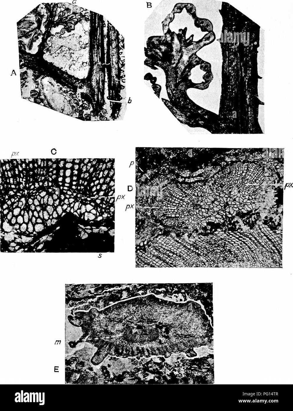 . Fossile Pflanzen: für Studenten der Botanik und Geologie. Paläobotanik. 44 PTBRIDOSPERMEAE [CH.. Abb. 404. Lyginopteris oldhamia. A, B. Wedel Fragmente; u, pinnule; b, retikulum der sclerenchyma. C. Teil der Stele der Stammzellen reproduziert in Abb. 402. D. in der px, protoxylem; s, selerenohyma; Blatt-Trace in der Nähe der Kante des sekundären Xylem; p, Borke. E. in der blattstiel; m, meristele. (A, Kidston Coll. 664 B; B, Camb. Botanik Schule 508; C, binney CoU. 179; D, E, Camb. Botanik Schule, 93, 159.). Bitte beachten Sie, dass diese Bilder aus gescannten Seite Bilder, die digital für Rea erhöht worden sein können extrahiert werden Stockfoto