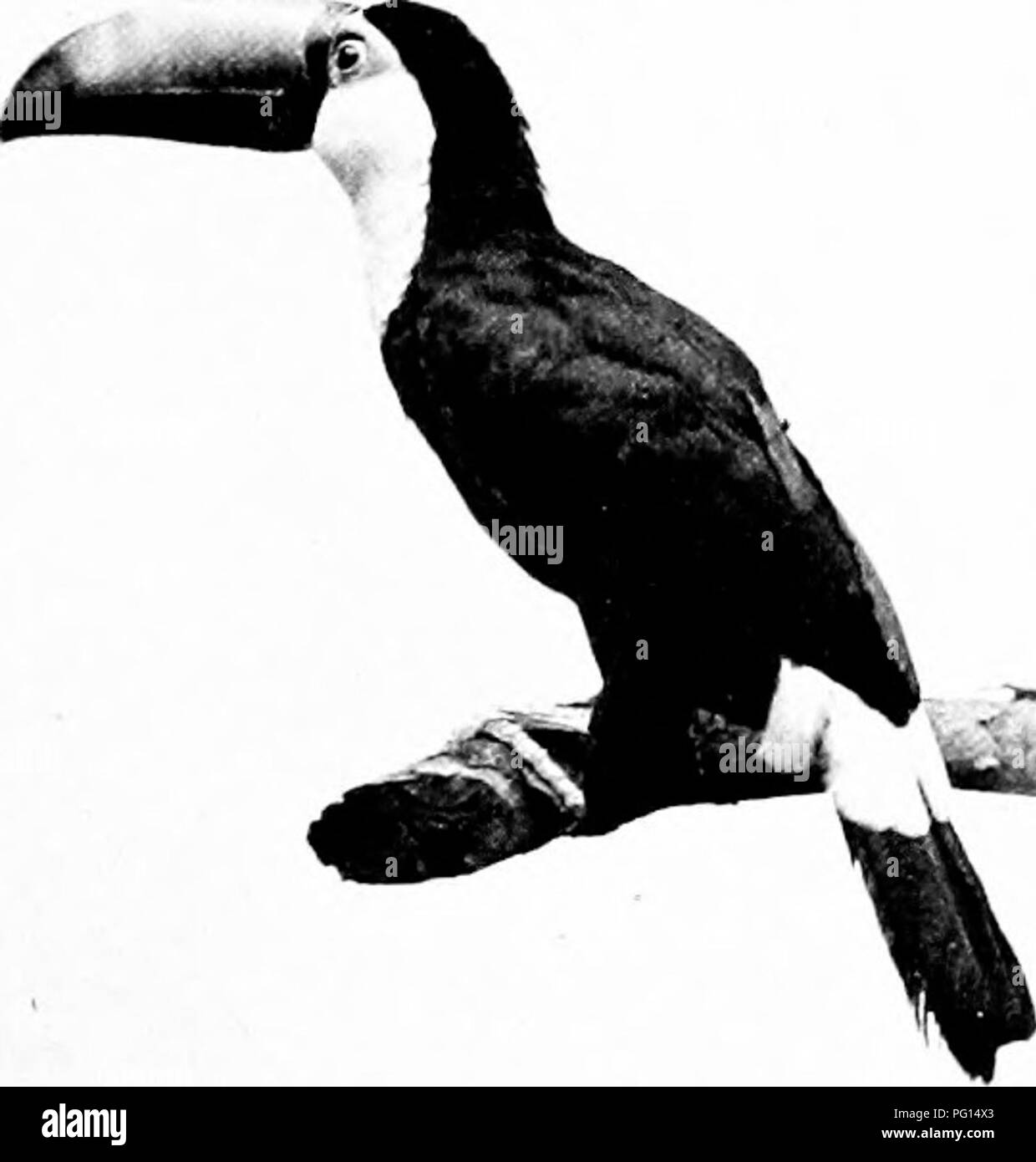 Theodore Roosevelts Bericht über die wissenschaftliche Expedition Roosevelt-Rondon (1913–1914) erforscht die unerforschten Regionen des brasilianischen Regenwaldes. Die Expedition dokumentierte die Flora, Fauna und Geographie des Amazonasbeckens. Stockfoto