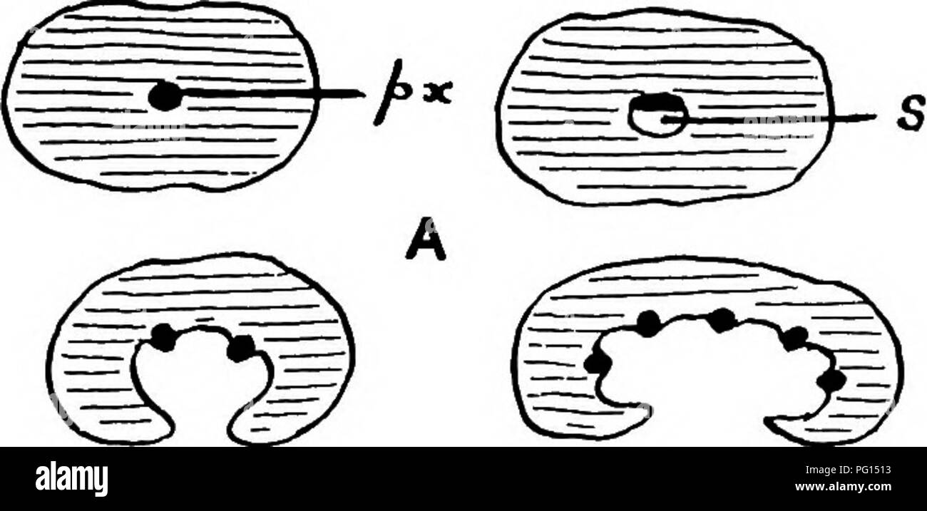 . Fossile Pflanzen: für Studenten der Botanik und Geologie. Paläobotanik. Xxv] ANKYROPTERIS 453 intern von Parenchym, dicker - hin zur Peripherie ummauert und Bären mehrzelligen epidermale Haare. Ein Blatt-Trace ist in der Form eines dreieckigen Strand getrennt und wird durch die Tangentiale Verlängerung des distalen Ende eines Arm der Stele gebildet. Die Spur, die auf dem Weg durch die Rinde, teilt sich in zwei; die äußere Zweig Änderungen schrittweise von einer leicht gebogenen Band zu einem H-förmige meristele; die innere Zweig, der Axillaren schießen versorgt wird, ähnlich wie die Stele der. Bitte beachten Sie, tha Stockfoto