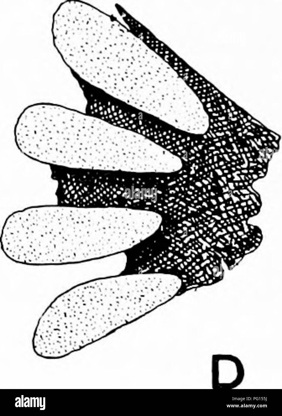 . Fossile Pflanzen: für Studenten der Botanik und Geologie. Paläobotanik. Abb. 294. A, B. Nathorstia angustifol'ia, Heer. (Nach dem Heer. A, Nat. Größe.) C, D Sorus von N. latifolia, Nath. (Nach Nathorst. C, xl2; D, x 45.) Nathorstia. Dieser Name wurde von Heer" für Stücke von gefiederten Wedel aus der Unteren Kreide Felsen Grönlands eingeleitet werden. Der Anschein der langen pinnules zu den fruchtbaren Segmente der 1 Krasser (09) S. 21. 3 Ziguo (56) A. PI. XXV. 2 Leuthardt (04) Pis. xix.xx. ^ Baoiborski (94) A. PI. vi. '&Gt; Heer (80.). Bitte beachten Sie, dass diese Bilder aus gescannten Seite Bilder, m extrahiert werden Stockfoto
