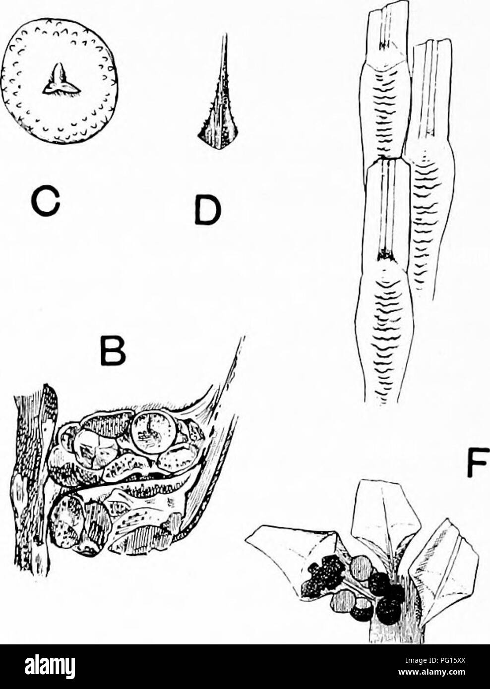 . Fossile Pflanzen: für Studenten der Botanik und Geologie. Paläobotanik. 216 LYCOPODIALES [CH.arten, aus der Kohle - Feld von Valenciennes, die fruchtstiels Bohrung nadelförmigen Blätter und Hüllblätter Zu den oberen Teil des Blattes angebracht - Kissen in senkrechte Reihe (Bild angeordnet. E). Die Kegel erreichte eine Länge von 16 cm und eine Breite von 2'5 - 5 cm.; Das sporophylls sind in wechselnden verticils mit 8 - 10 in jedem Wirtel getragen. Mehrere Megaspores (2 mm Durchmesser) erscheinen in tetrads in jedem Sporangium hergestellt wurde. Abb. 201. Sigillariostrohus. A, C. Sigillariostrohus rhombibracteatus Kidst. (Nach Kidston.) Stockfoto