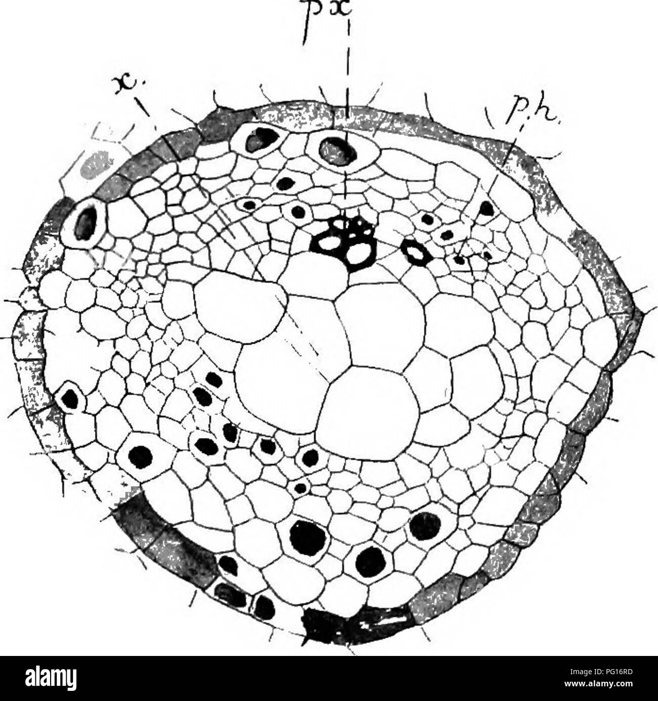 . Studien in fossilen Botanik. Paläobotanik. 329 BOTRYOPTERIS adaxial protoxylem - Gruppen häufig United in Einem, und die Fusion mit der Stele statt, dieser Gruppe unbedingt auf eine interne Position in der stelar Holz; jeder Phase der Fusion ist in serielle Abschnitte B. Hirsuta oder Ramosa gezeigt. Damit das Xylem der Stele wurde endarch; Spirale Elemente nicht oft in den Stammzellen, die eine vergleichsweise gefunden werden. Abb. 122.- Botryopteris kirsuta. Querschnitt der vaskulären Bündel von jungen Blattstiel, zeigt die Xylem im Laufe der Differenzierung, Px, Verholzen protoxylem; x, thin-wa Stockfoto