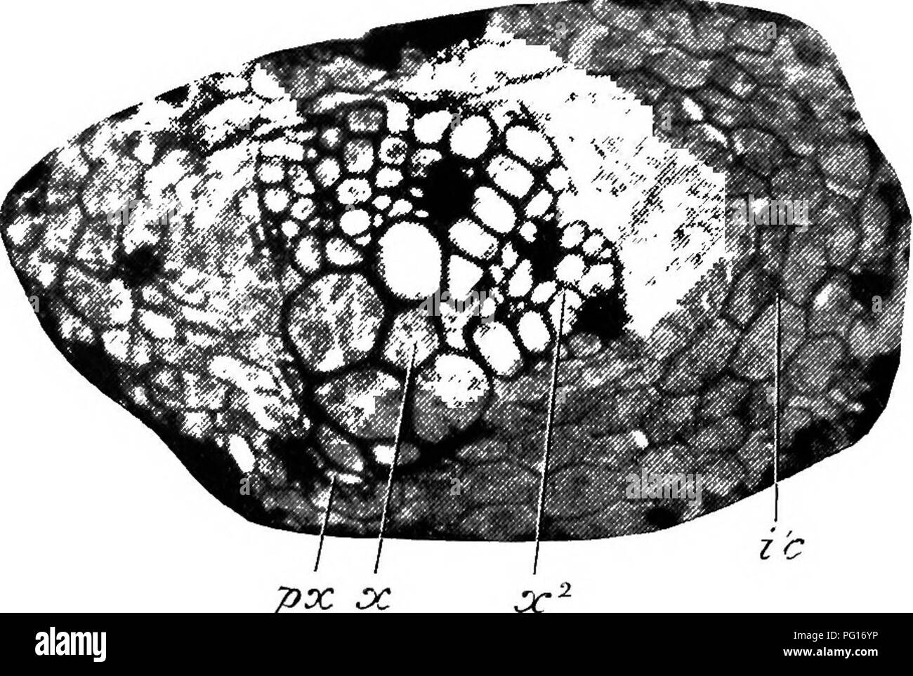 . Studien in fossilen Botanik. Paläobotanik. STIGMARIA 255 Jedoch finden wir eine Ergänzung von radial angeordneten sekundäre Holz (siehe Abb. 104, 3?), und wo dies der Fall ist die sekundäre Bildung ist immer auf der Seite remote aus dem protoxylem begrenzt, also noch mit anderen Angabe von Monarch Struktur. Die Bildung von sekundären Holz, obwohl selten in der freien Feinstwurzeln, ist. JOX. DC Abb. 104.- Stigmaria ficoides. Querschnitt o zentraler Teil der rootlet, sekundäre Verdickung von Holz, Jr, primäre Xylem zu zeigen; px, protoxylem; - r2, sekundäre Xylem, auf eine Seite des Bündels begrenzt; Ich. c, i Stockfoto