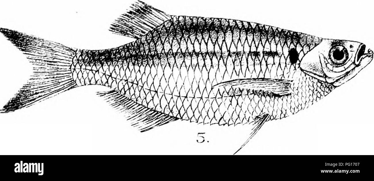 . Die Fische von Indien; eine Naturgeschichte der Fische bekannt, die Meere und Binnengewässer von Indien, Birma zu bewohnen, und Ceylon. Fische. . Bitte beachten Sie, dass diese Bilder sind von der gescannten Seite Bilder, die digital für die Lesbarkeit verbessert haben mögen - Färbung und Aussehen dieser Abbildungen können nicht perfekt dem Original ähneln. extrahiert. Tag, Francis, 1829-1889. London, B. Quaritch Stockfoto