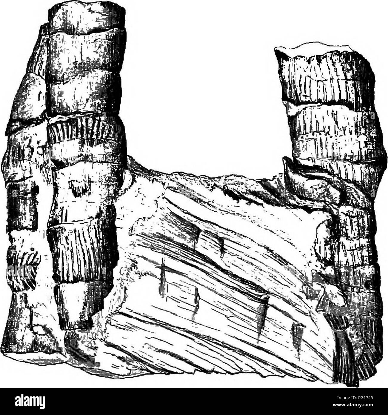 . Fossile Pflanzen: für Studenten der Botanik und Geologie. Paläobotanik. 72 DIE PKESERVATION DER PFLANZEN als Fossilien. [CH.Blatt-Kissen und das Blatt-Narben eines Lepidodendron. Der Stamm wurde im weichen Sand eingebettet, und da letztere schwer geworden ist, einen Eindruck gewonnen wurde der externen Markierungen der Lepidodendron. Decay nachträglich entfernt die Substanz der Anlage.. Abb. 11. Equisetites columnaris Brongn. Prom ein Muster in der Woodwardian Museum, Cambridge. ^ Nat. Größe. In Abb. 11 Einige aufrechte Stiele eines fossilen Pferd - Schwanz (Equi-setites Columnaris) von der unteren Oolite Felsen in der Nähe von Scarborough Stockfoto