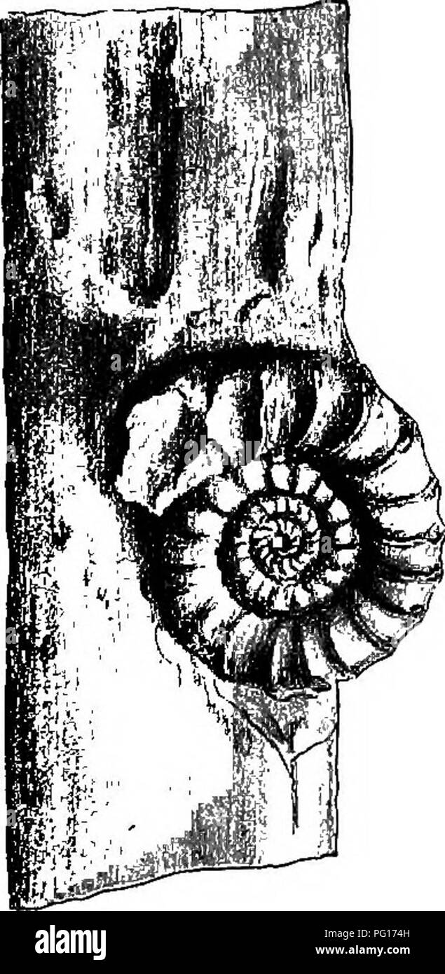 . Fossile Pflanzen: für Studenten der Botanik und Geologie. Paläobotanik. IV] fossiles Holz. 61 haben ein Stück Nadelholz mit der Schale die Ammoniter (Aegoceras planicosta Säen.) liegend auf ihn; die Probe wurde in den Unteren Lias Ton in Lyme Regis gefunden und veranschaulicht die versehentliche Verbindung der ein Stück Wald Baum driftete mit ein. Schwein. 7. Aegoceras planicosta Säen. auf einem Stück von Nadelholz, Unteren Lias, Lyme Begis, Prom ein Muster in das British Museum. Leicht reduziert. Shell, die Marken auf einmal das Alter und die Marine Charakter der Betten. Wieder im Bild. 8 Wir haben einen Block von Flint pa Stockfoto