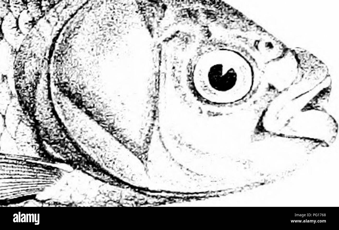 . Die Fische von Indien; eine Naturgeschichte der Fische bekannt, die Meere und Binnengewässer von Indien, Birma zu bewohnen, und Ceylon. Fische. l -.-' Ich - ^S-Mooa lEip. I. SCAPHIODON THOMASSl 2. 5 THYNNirHTiMYG ANDKH 0 L3 AMELYPHAJIYNGODON MELEmilUS. 4, A ATKINSONU. 5 CATLA BUCHANAl-JI. Bitte beachten Sie, dass diese Bilder sind von der gescannten Seite Bilder, die digital für die Lesbarkeit verbessert haben mögen - Färbung und Aussehen dieser Abbildungen können nicht perfekt dem Original ähneln. extrahiert. Tag, Francis, 1829-1889. London, B. Quaritch Stockfoto