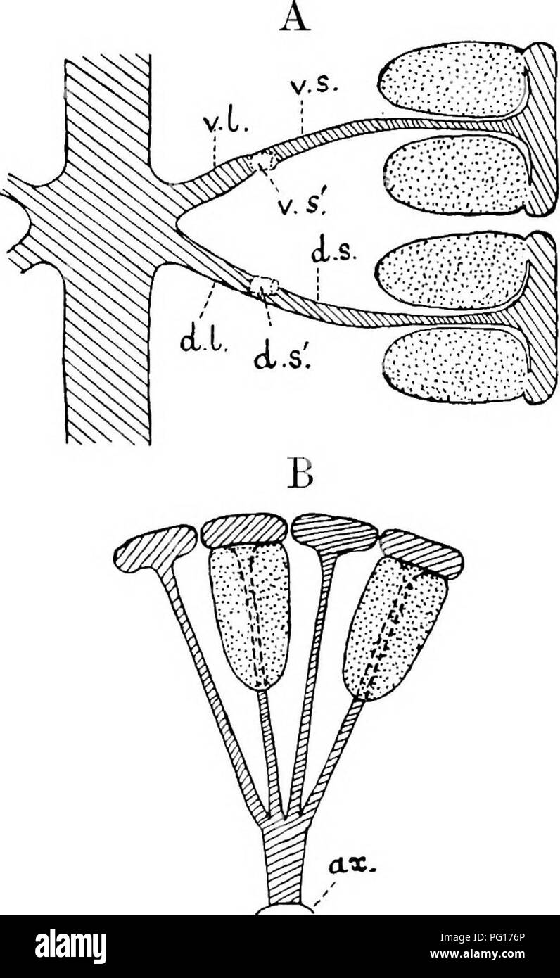 . Studien in fossilen Botanik. Paläobotanik. ii 2 STUDIEN IN FOSSILEN