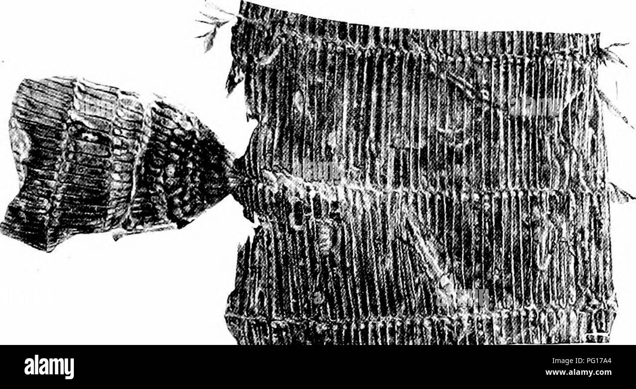 . Studien in fossilen Botanik. Paläobotanik. Die CALAMARIEAE I7 Oberfläche des Holzes. Damit die oberflächliche Ähnlichkeit dieser Proben in den gerippten Schaft eines Equisetum ist trügerisch, mit der Ausnahme, dass in beiden Fällen die Markierungen auf der Oberfläche der Leitbündel in Zusammenhang stehen. Bei einigen Exemplaren das Gewebe der Stammzellen, die das Medulläre geworfen wird beibehalten, und die wahre kortikalen Oberfläche gezeigt. Letzteres ist entweder glatt oder, wenn Geripptem, die Rippen nicht entsprechen denen des. HHHBWvn Abb. 2.-Catamites Suckovjit. Medulläre gegossen, mit drei Knoten, auf dem die Besetzung von Stockfoto