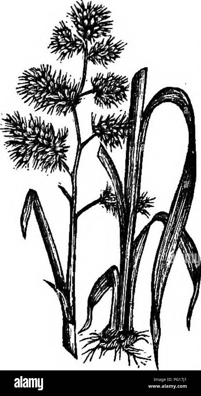 . Die Gräser von Tennessee; einschließlich Getreide und Futterpflanzen. Gräser, Futterpflanzen, Getreide. ORCHARD GRASS. 89 KAPITEL VIII. ORCHARD GRASS - wald wiese gras - grobe STIEL WIESE - Schach oder betrügen - ITALIENISCHE WEIDELGRAS - viele Blumen Unkraut - CRAB GRASS. ORCHARD GRASS - (Bactylis Glomerata.) Mit weitgehend linear, eher grobe, blass und gekielt Blätter und eine dichte Rispe einseitiger Cluster, auf dem das ährchen sehr überfüllt sind, jeweils drei bis vier geblüht, sowohl die glumes und der lat-Allgemein komprimiert - keeled [unten Palet verjüngt sich in eine kurze Awn, rauh - Ciliate auf dem Kiel. Blumen im Frühsommer. ( Stockfoto