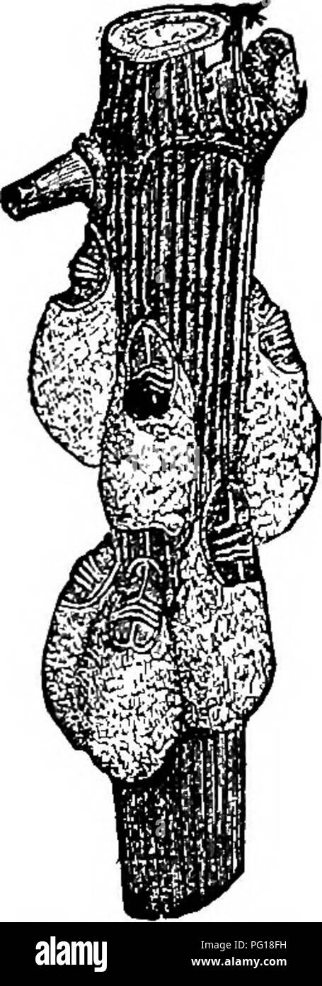 . Die erfolgreiche Stockman und Handbuch der Tierhaltung. Vieh; Veterinärmedizin. 538 OBST KULTUR.. Rebsorten Rinde Laus. Grape-Vine Rinde ICH/OUSe. Oft gibt es in den Filialen der Weinrebe im Laufe des Monats Juni gefunden, braune Schuppen unter einem Ende, die es dort zu sehen, eine Baumwolle Hke sub-Haltung hervorstehende, die in der Größe wächst für ein paar Wochen, bis diese Baumwolle - wie die Substanz ist etwa fünf mal die Größe der Skala. Diese Skalen werden in der Regel in großer Fülle gefunden und wird in Kürze aus unzähligen Hosts von Läusen. Diese Skalen sollten durch Schrott entfernt werden - Sie ing mit einem k Stockfoto