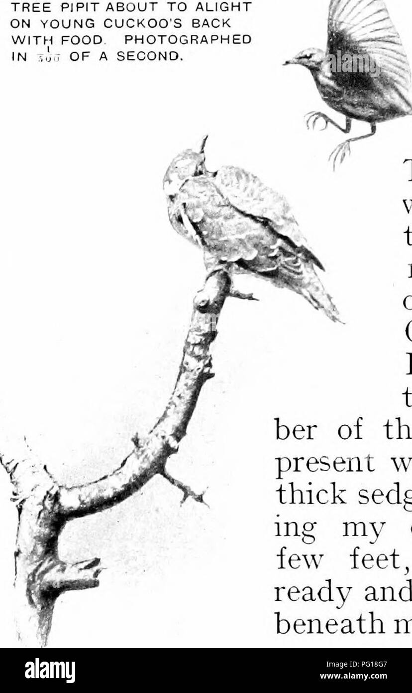 . Nature's Carol Singers. Vögel. Der Kuckuck. Pieper ZU STEIGEN IST MIST KUCKUCK ZURÜCK ESSEN fotografiert., frisch, mit Moos und unten innerhalb einer Hecke Spar-Zeile Nest, worin der Vogel keine Ihrer eigenen gelegt hatte. Ich habe Bekannte liegen außerhalb einer Wiesenpieper's Nest unberührt, aber ob es durch die Ebene nach links oder weiter durch den Eigentümer der Struktur cast Es ist inrpossible zu sagen. Vor kurzer Zeit ein Freund von mir gefunden. - ein Schilfrohrsänger' s Nest in der Nähe von Gloucester vith vier Eier in it. Die foUowdng Tag, wenn wir an den Platz zurück, das Nest enthielt nur drei und Stockfoto