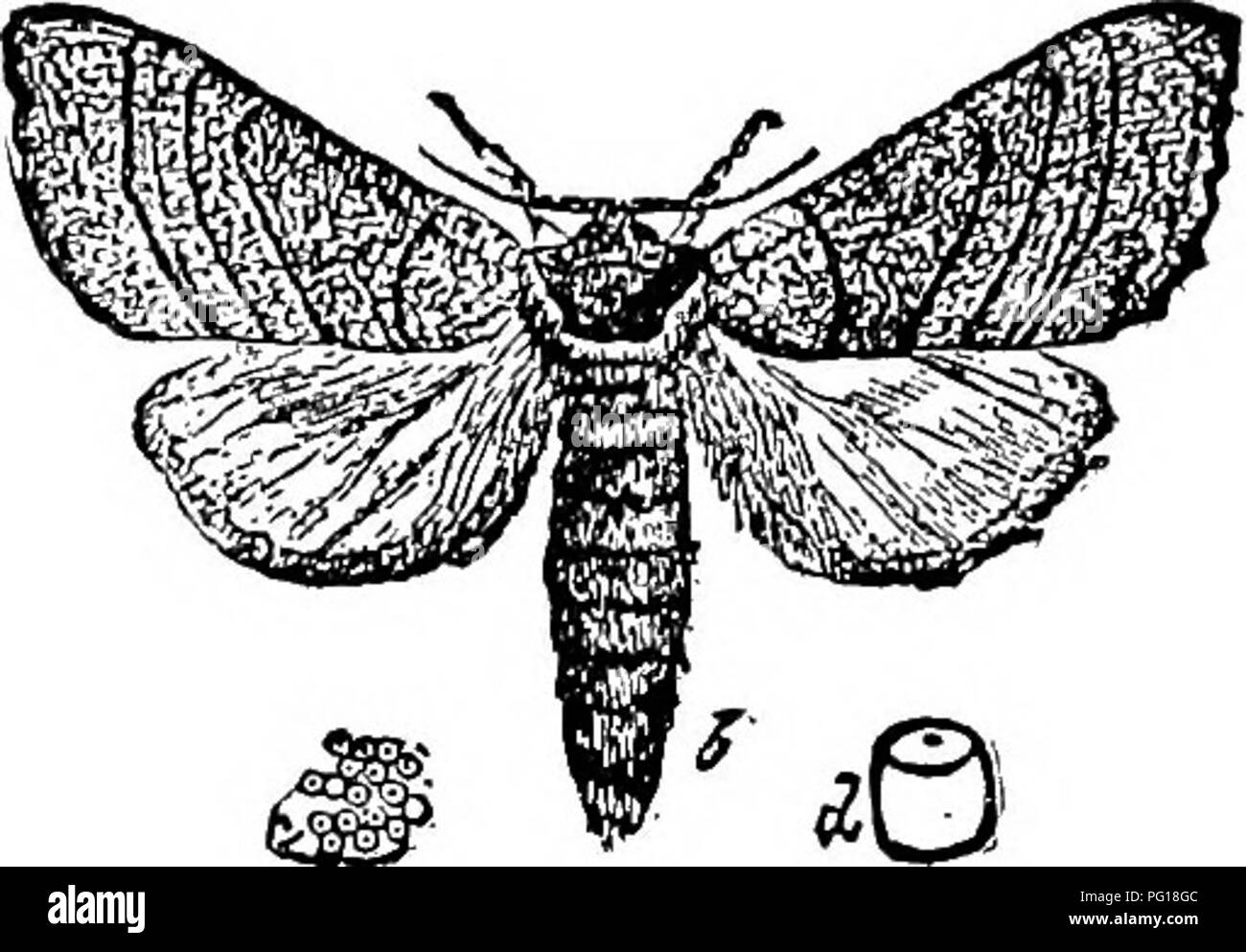Dieses Bild stammt von *The Success Stockman and Manual of Haltungsry*, das sich auf Tierhaltung und Tierarztpraxen konzentriert. Sie zeigt die Methoden zum Umgang mit Schädlingen wie der Zelt-Raupe auf, eine häufige Bedrohung für Obstgärten. Das Buch bietet praktische Ratschläge zur Bekämpfung und Verhütung von Befall in landwirtschaftlichen Umgebungen und betont die Bedeutung integrierter Schädlingsbekämpfungstechniken in der Obstproduktion und Tierhaltung. Stockfoto