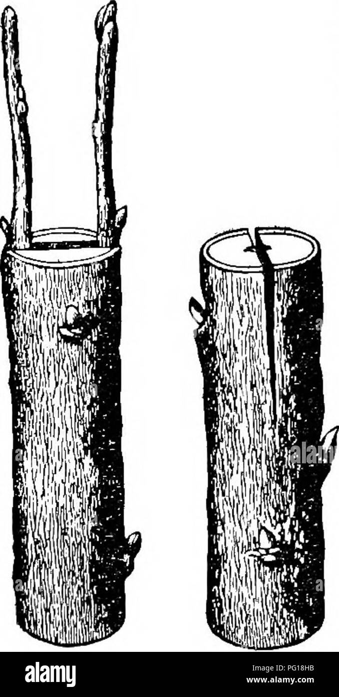. Die erfolgreiche Stockman und Handbuch der Tierhaltung. Vieh; Veterinärmedizin. Obst Kultur. 533 Wählen Sie eine glatte Stelle an der Börse, die Weinblüte, die aus Zweigen frei ist, und zwei Schnitte, eine über den Zweig machen, und die anderen commencuig in der Mitte des Kreuzes - Schneiden, und in der Filiale, bilden einen T. sorgfältig die Rinde am oberen Ecken der Schnitt und die Branche, wie in der Abbildung gezeigt. Für diese nicht die Schneidkante der Messer verwenden, aber die reibungslose Elfenbein Griff der Beschneidung Messer die zu diesem Zweck vorbereitet ist. Schneiden Sie diesen bud Quadrat weg ein Stockfoto