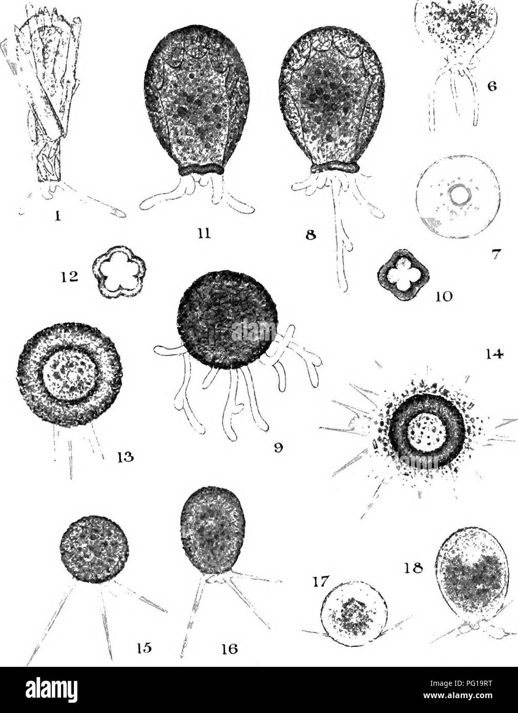 . Die britische Süßwasser und Rhizopoda Heliozoa. ; Rhizopoda Heliozoa; Süßwasser Tiere. JM - '^5^i^^. Ich, ANDDIFFLUGIELLA.. Bitte beachten Sie, dass diese Bilder sind von der gescannten Seite Bilder, die digital für die Lesbarkeit verbessert haben mögen - Färbung und Aussehen dieser Abbildungen können nicht perfekt dem Original ähneln. extrahiert. Cash, James, 1839-1909; Hopkinson, John, 1844-1919. gemeinsame Thema; Wailes, George Herbert, 1862. London, Gedruckt für den Ray Scociety Stockfoto