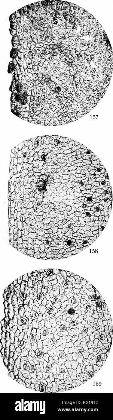 . A biochemic Basis für das Studium der Taxonomie, Vererbung, Evolution, etc., mit besonderer Bezugnahme auf die Stärke und das Gewebe des Elternteils - Aktien und Hybrid-Bestände und die Stärke und hämoglobine von Sorten, Arten und Gattungen. Stärke; Biochemie; Pflanzen-hybriden; Pflanzen. %,. 164. I-pomwa cocdnea. Abschnitt der oberen Epidermis an der Basis des ausgewachsenen Blattes, zeigen zahlreiche Stomata, regelmäßige dis Beitrag von spaltöffnungen, gerade dünnwandige Zellen, und keine Haare. 155. Ipomcea quamoclit. Die gleichen, die weniger Spaltöffnungen; Stomata gruppiert hauptsächlich auf die Venen, gewellt dünnwandigen Zellen und kurzen Dolch - wie Hai Stockfoto