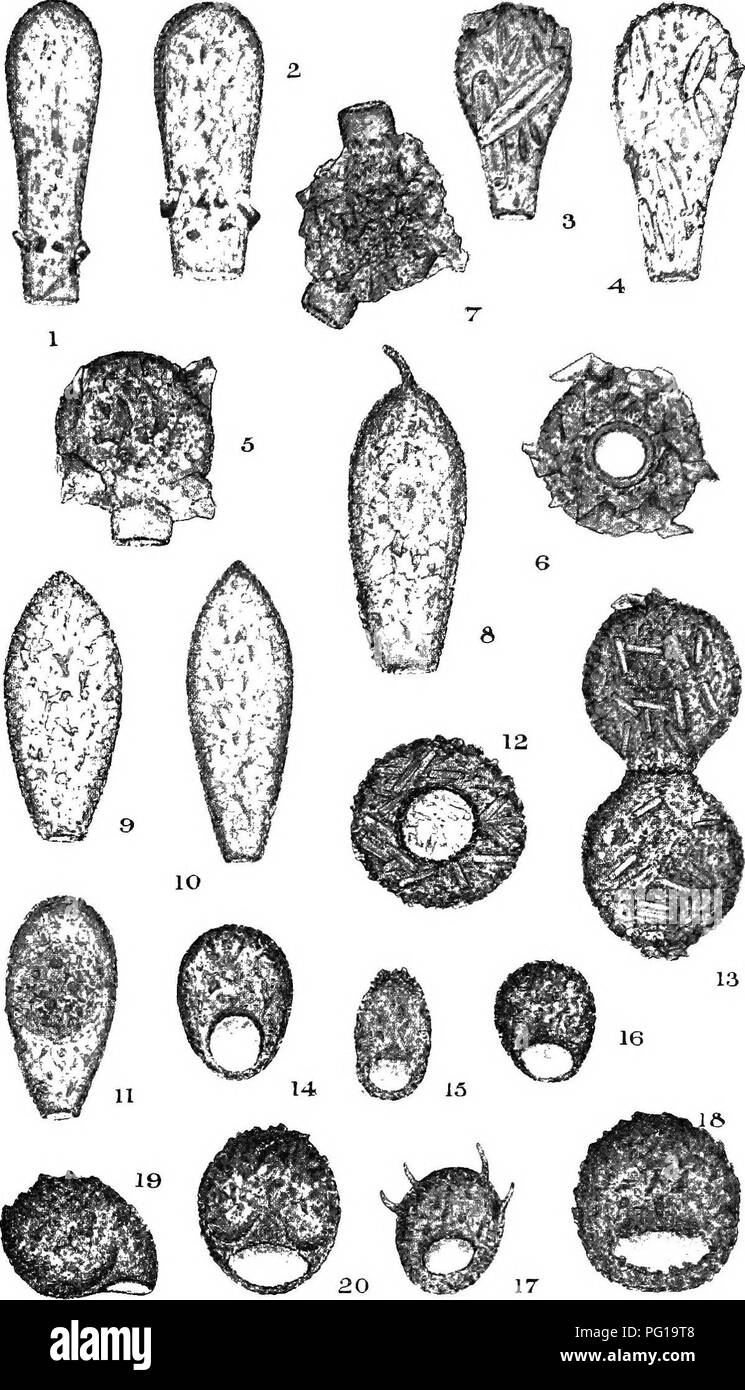 . Die britische Süßwasser und Rhizopoda Heliozoa. ; Rhizopoda Heliozoa; Süßwasser Tiere. Platte XIX. Â nTTrfTT TTnjyv.. Bitte beachten Sie, dass diese Bilder sind von der gescannten Seite Bilder, die digital für die Lesbarkeit verbessert haben mögen - Färbung und Aussehen dieser Abbildungen können nicht perfekt dem Original ähneln. extrahiert. Cash, James, 1839-1909; Hopkinson, John, 1844-1919. gemeinsame Thema; Wailes, George Herbert, 1862. London, Gedruckt für den Ray Scociety Stockfoto