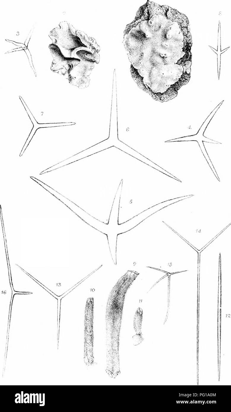 . Eine Monographie des Britischen Spongiadae. Schwämme. Platte m '<-%. : L. tk a.l.:." Sa 9-16 WWc.-:. "C" I... Bitte beachten Sie, dass diese Bilder sind von der gescannten Seite Bilder, die digital für die Lesbarkeit verbessert haben mögen - Färbung und Aussehen dieser Abbildungen können nicht perfekt dem Original ähneln. extrahiert. Bowerbonk, James Scott, 1797-1877; Norman, Alfred Merle, 1831 - red. London Pub für den Ray Gesellschaft von R. Hardwicke Stockfoto . Eine Monographie des Britischen Spongiadae. Schwämme. Platte m '<-%. : L. tk a.l.:." Sa 9-16 WWc.-:. "C" I... Bitte beachten Sie, dass diese Bilder sind von der gescannten Seite Bilder, die digital für die Lesbarkeit verbessert haben mögen - Färbung und Aussehen dieser Abbildungen können nicht perfekt dem Original ähneln. extrahiert. Bowerbonk, James Scott, 1797-1877; Norman, Alfred Merle, 1831 - red. London Pub für den Ray Gesellschaft von R. Hardwicke Stockfoto