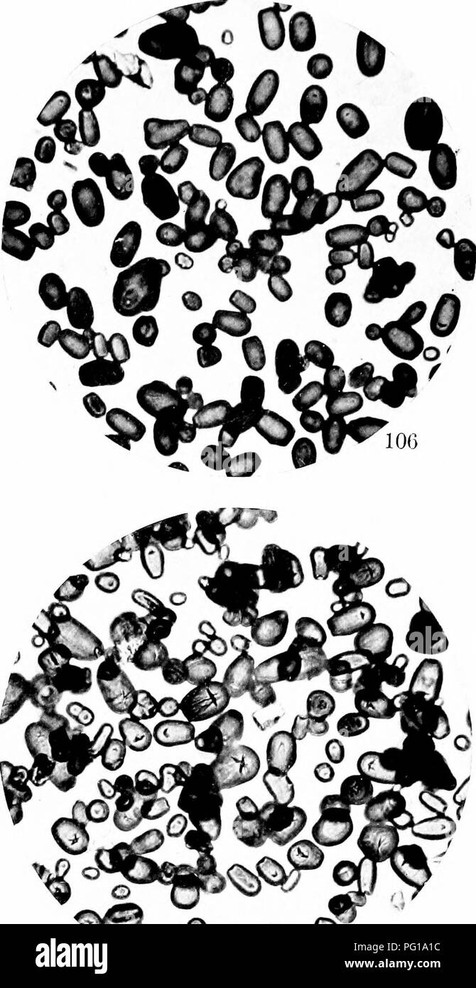 Diese Studie konzentriert sich auf die Rolle der Biochemie beim Verständnis von Pflanzenhybridisierung, Taxonomie und evolutionären Prozessen, mit Schwerpunkt auf Stärken, Hämoglobinen und Gewebedifferenzierung in Pflanzen- und Artenhybriden. Stockfoto