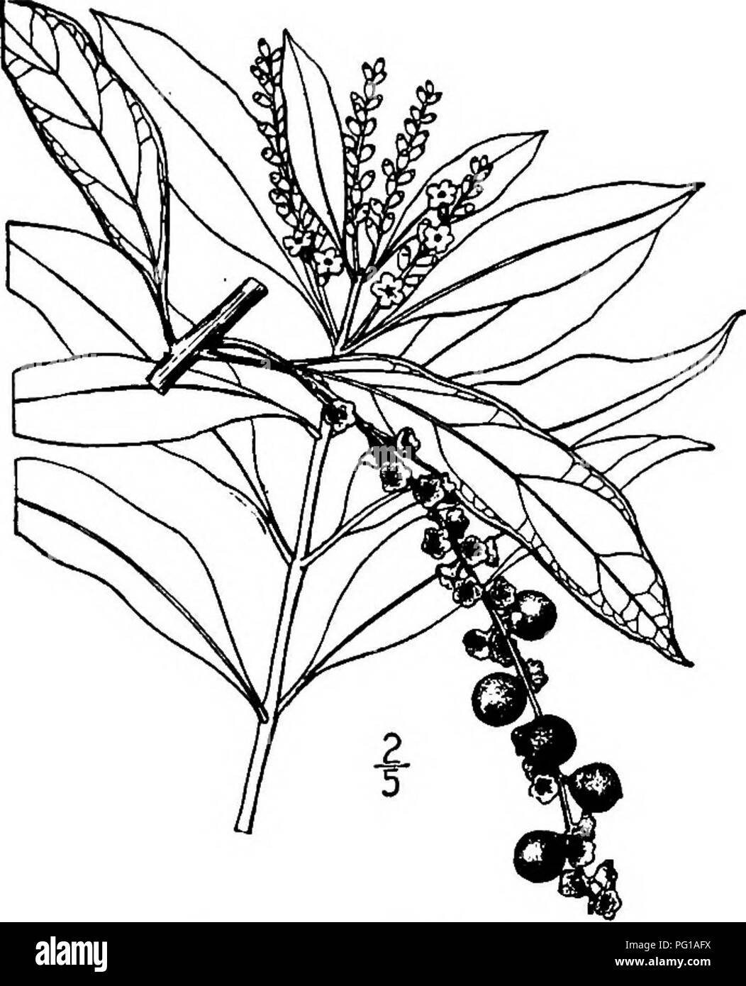 . North American Bäume: Beschreibungen und Abbildungen der Bäume unabhängig von Anbau in Nordamerika wächst, nördlich von Mexiko und der Karibik. Bäume. Schwarze Mangrove 825. Die Zweige sind schlank, gerieft, gelblich und glatt oder leicht behaart, immer rund und bräunlich-grau. Die Blätter sind dick und Ledrig, gegenüber, ganze, elliptisch, oval oder länglich-eiförmig, 5 bis 15 cm lang, an der Spitze abgerundeten oder spitz, spitz zulaufend an der Basis in den kurzen, Stout, gerillte Blattstiel, hellgrün, glänzend und prominent Geädert. Die Blüten erscheinen in fast allen Jahreszeiten, am en Stockfoto