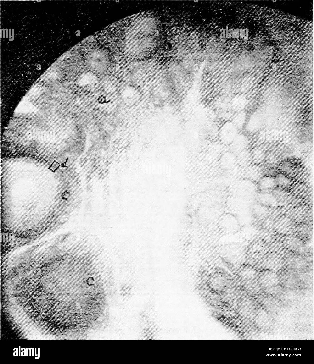 . Die Anatomie der Haushühner. Heimische Tiere; Veterinärmedizin; Geflügel. i8o Anatomie oder der HAUSHÜHNER 2). Das Eigelb, ist umgeben von einem sehr empfindlichen Membrane die vitelline Membran genannt. Die leeren Sac schrumpft und schließlich verschwindet. Das Ei.- ^ Die wichtigsten Abteilungen der Eier sind die Eigelb, die Albumin außerhalb des Eigelb Inhalt, die shell Membranen und die shell (Abb. 58). Wie gesagt, das Eigelb wird in den Eierstöcken gebildet, ohne die anderen drei Portionen in die Eileiter zu gebildet werden.. • Abb. 57,- Abschnitt durch den Eierstock, der Henne. u, die Eizellen. d. Eine Eizelle Anfang zu erhalten Stockfoto