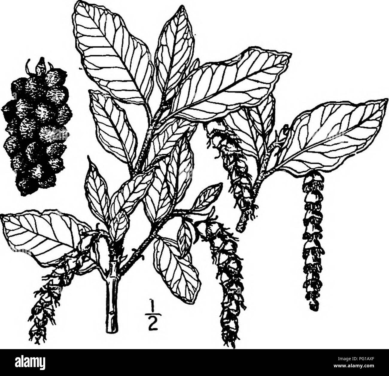 Diese botanische Arbeit beschreibt und veranschaulicht Bäume, die in Nordamerika beheimatet sind, mit detaillierter Abdeckung der Tupelo-Arten. Es enthält morphologische Beschreibungen von Blättern und Blüten und diskutiert die ökologischen Rollen der Bäume und die Umweltanpassungen in gemäßigten Wäldern. Stockfoto