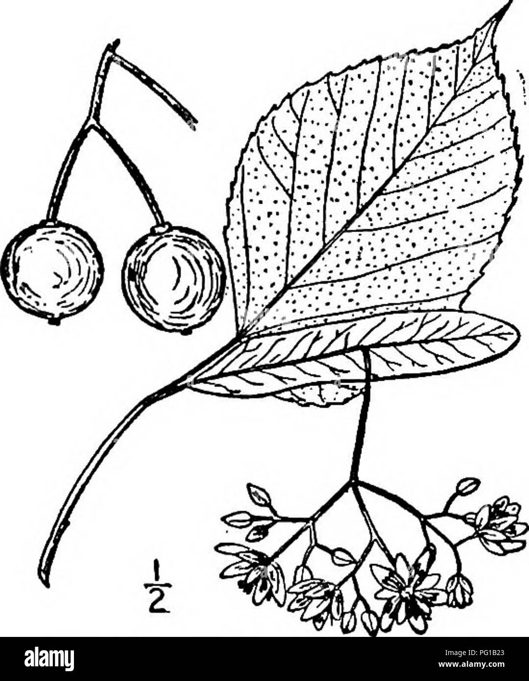 . North American Bäume: Beschreibungen und Abbildungen der Bäume unabhängig von Anbau in Nordamerika wächst, nördlich von Mexiko und der Karibik. Bäume. Downy Basswood 689 Die hüllblätter der Stiel sind decurrent auf Sie innerhalb von i bis 3 cm. von ihrer Basis; sie sind Spatelförmig, 8 bis 14 cm lang, 2,5 cm breit, in der Regel Spitz an der Basis, ein wenig an der Spitze gerundet, die untere Fläche leicht behaart. Die glatte Stiel sind frei von die Hüllblätter für 4 bis 5 cm, und tragen 8 bis 15 grosse, Ught gelbe Blüten; die Kelchblätter sind schmal eiförmig, länglich-Lanzettlichen, 4.5 Stockfoto