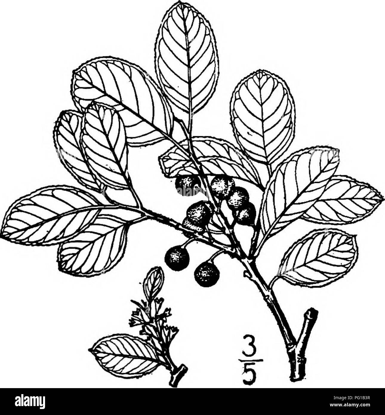 . North American Bäume: Beschreibungen und Abbildungen der Bäume unabhängig von Anbau in Nordamerika wächst, nördlich von Mexiko und der Karibik. Bäume. Abb. 629. - Holly-leaved Sanddorn. 4. PEAR-LEAVED SANDDORN - Rhamnus pyrifolia Greene bewohnen, soweit bekannt, nur die Inseln vor der Küste von Südkalifornien, dieses kleine immergrüne Baum erreicht eine Höhe von 10 Metern, mit einem Stamm von bis zu 2 dm. dick, aber ist manchmal Strauchigen. Es wurde mit Rhamnus insulus von Kellogg, die auf Cer endemisch ist - ros Insel verwechselt. Unteren Kalifornien. Die Rinde ist glatt, Stockfoto