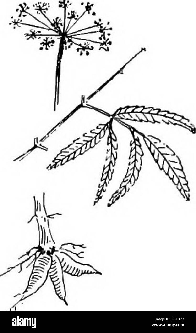 . Die Naturgeschichte der Farm; ein Leitfaden für die praktischen Studium der Quellen unserer Leben in der wilden Natur. Natural History. 6 o NATURAL HISTORY OP der Farm. Abb. 33. Das Gift hem-Lock: Teile der Blume Cluster, Blatt und Wurzel. ungenießbar, und ein Paar wie das Wasser hemlock (Abb. 33) sind sehr Gift-ous. Alle kultivierten Arten, Radieschen, Rüben, Kohlrüben, Karotten, Pastinaken, Chicorée, etc., sind Eingeborene der alten Welt. Die letzte benannt, wo angebaut, wird hauptsächlich verwendet, um eine verfälschungsmittel für Kaffee zu machen, und hat sich kaum Nährwert. Amerikanische Knollen sind viel wertvoller. In der Tat, die m Stockfoto