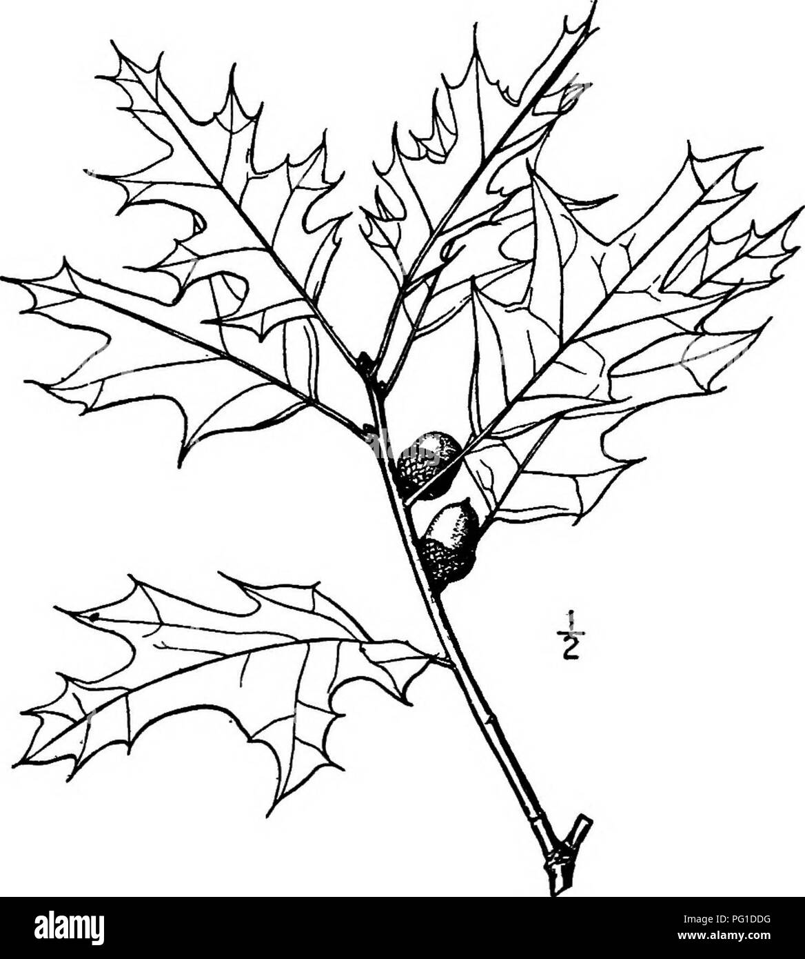 Das Bild von „North American Trees“ zeigt die Eichenarten und zeigt ihre Blütenstruktur sowie die Bildung von Staminat- und Pistillatblüten. Sie enthält wichtige Details zu den physischen Merkmalen von Eichen, wie ihren rötlichen Kelch und behaarte Staubblätter, die typisch für die in Nordamerika vorkommenden Arten sind. Stockfoto