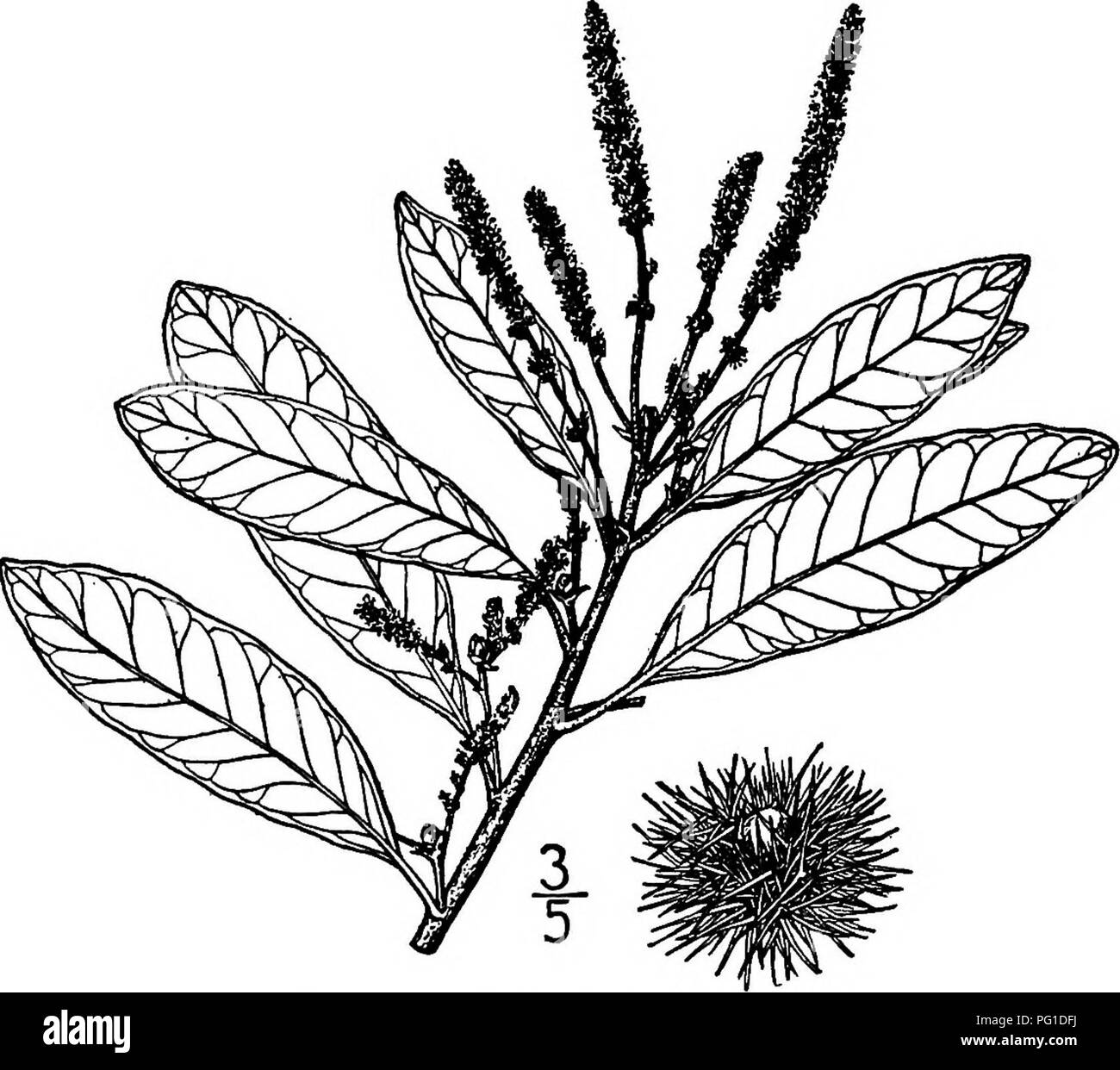 Dieses Buch enthält Beschreibungen und Illustrationen von nordamerikanischen Bäumen, einschließlich des Golden Leaf Chinquapin. Er beschreibt die Blattstruktur, die Stipeln, die Blütemuster und die saisonalen Veränderungen des Baumes und gibt Einblicke in seine botanischen Eigenschaften. Stockfoto