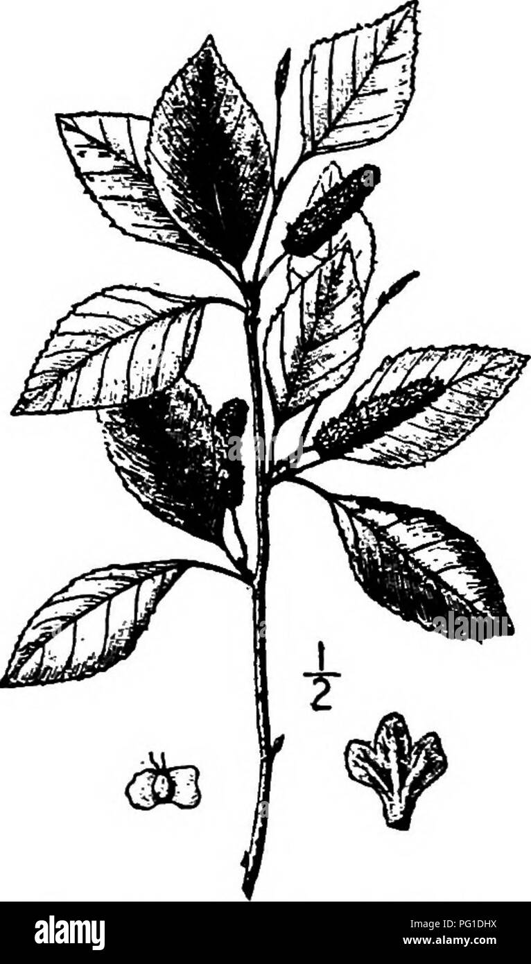 . North American Bäume: Beschreibungen und Abbildungen der Bäume unabhängig von Anbau in Nordamerika wächst, nördlich von Mexiko und der Karibik. Bäume. 256 Die Birken fast glatt auf der Unter seite, außer den haarigen Adern; der Haarigen blattstielen sind 1,5 cm lang oder weniger, die nebenblätter eiförmig. Erweitern Sie die Blumen im April oder Mai. Die Kätzchen von staminate Blüten sind 6 bis 9 cm lang, meist in 2 oder 3, ihre Skalen eiförmig und blimt. Die Reifen pistillate palmkätzchen sind länglich-zylindrisch, entstielt, 2 bis 5 cm lang, über i cm Dicke, ihre Skalen samtig, behaarte gesäumten, mit 3 Nea Stockfoto