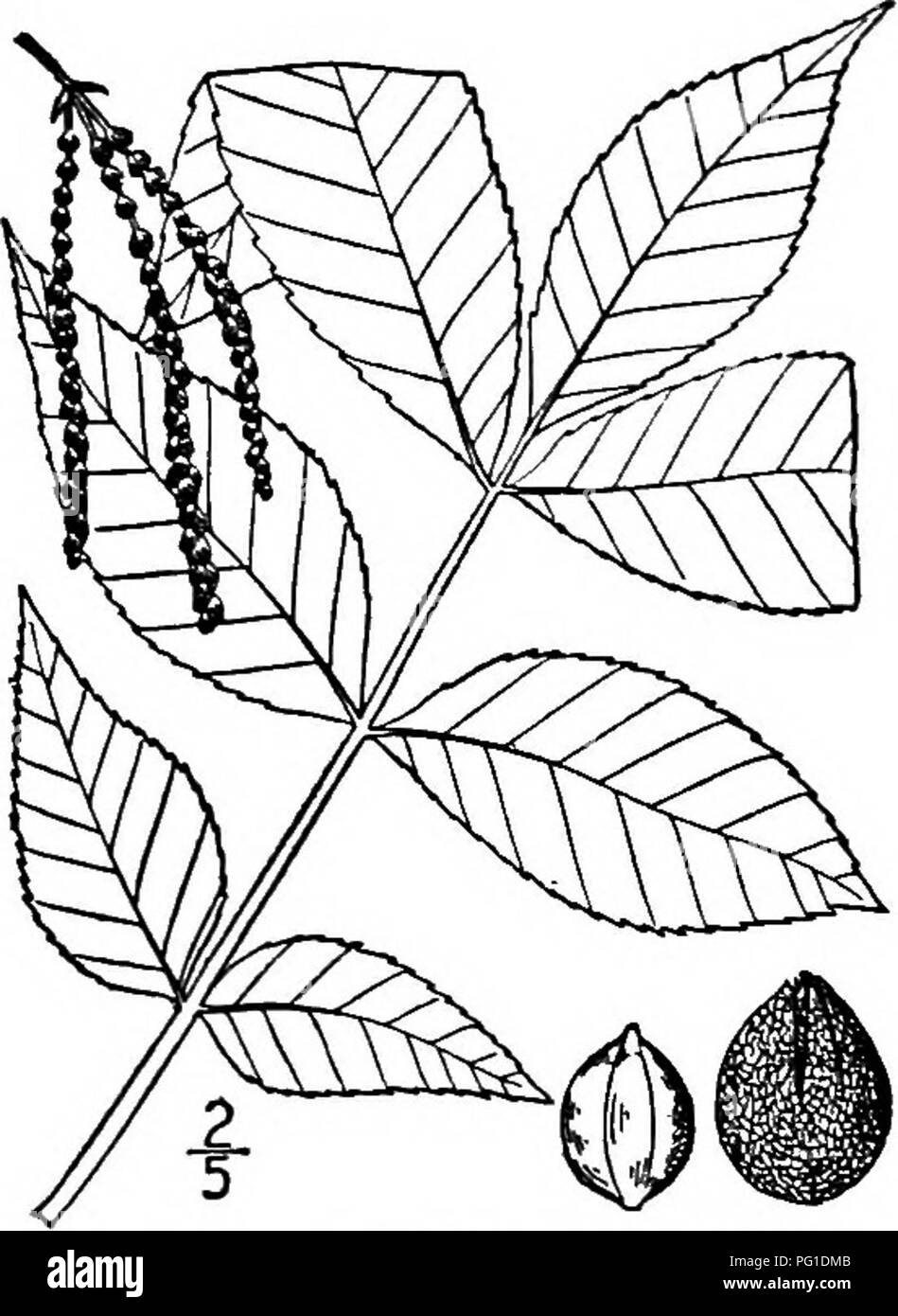 . North American Bäume: Beschreibungen und Abbildungen der Bäume unabhängig von Anbau in Nordamerika wächst, nördlich von Mexiko und der Karibik. Bäume. 236 Die Hickories für ein Paar helle Warzen, Dunkelbraun oder Grau. Die terminalknospe ist oval, stumpf, ca. 15 mm lang, die Skalen 6 bis 8, Imbricated, außen rötlich braun und Ledrigen, die innere behaart und weiter wachsen, wenn das Blatt erweitert, werden 2,5 bis 3,5 cm in der Länge. Die Blätter sind 2 bis 3 dm. Lang; Blattstiel stout und kanalisiert; Merkblätter 5 bis 7, oval, ob lange oder eiförmig, 6 bis 14 cm langes, verengte oder Ro Stockfoto