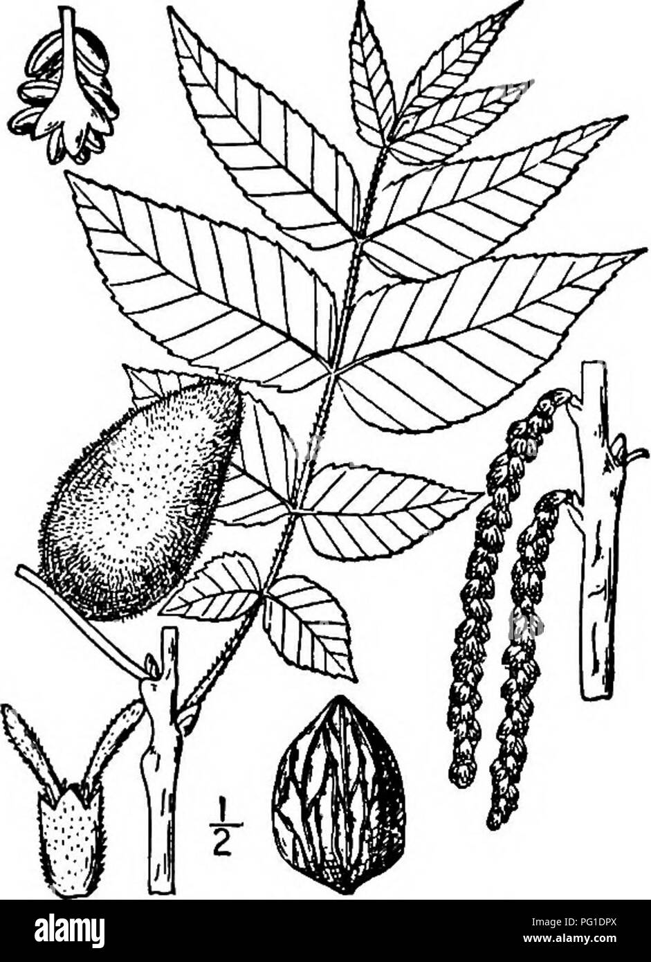 . North American Bäume: Beschreibungen und Abbildungen der Bäume unabhängig von Anbau in Nordamerika wächst, nördlich von Mexiko und der Karibik. Bäume. Butternut 217. Â Butternut. erreicht eine maximale Höhe von 30 Meter, bei einem Stammdurchmesser von Ich m. Es wird auch als Weiße wahiut und Wahiut bekannt. Der Stamm ist in der Regel bei oder unterhalb der Mitte in Verbreitung Zweige geteilt und bilden eine breite Runde - erstklassige Baum. Die Rinde ist 18 bis 25 mm Dicke, tief in flache Rillen, die in der Nähe Platten einer braunen Farbe unterteilt sind Zerfurcht; für Jüngere Stämme ist glatt und grau. Die Stockfoto