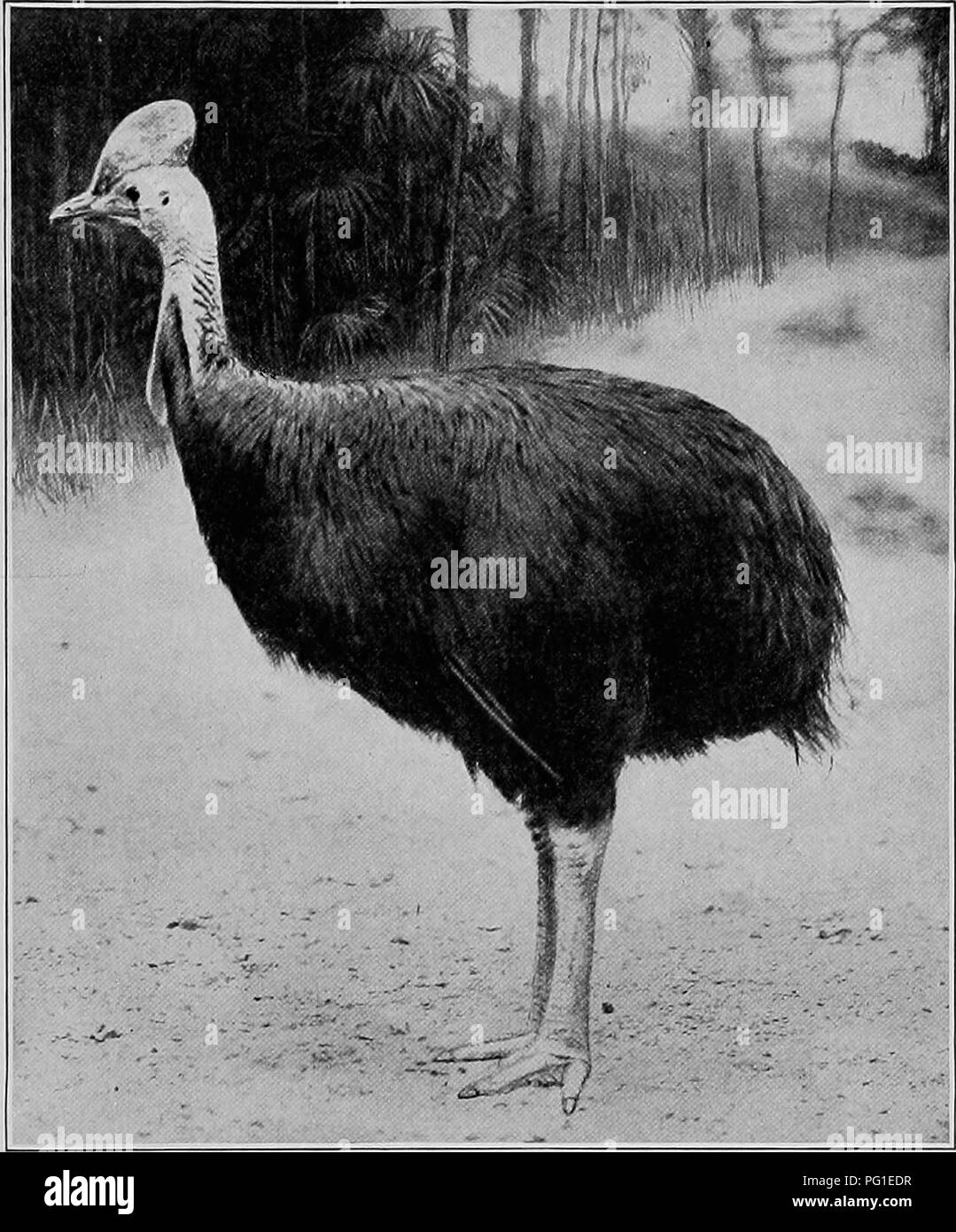 Ein Dekorativer Vogel Stockfotos Und Bilder Kaufen Alamy