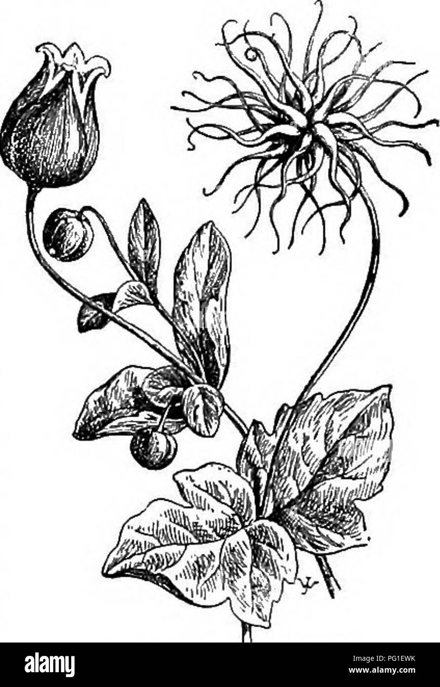 . Cyclopedia der amerikanischen Gartenbau, bestehend aus Anregungen für den Anbau von Gartenpflanzen, Beschreibungen der Arten von Obst, Gemüse, Blumen und Zierpflanzen in den Vereinigten Staaten und in Kanada verkauft, zusammen mit geographischen und Biographische Skizzen. Im Garten arbeiten. 490. Clematis florida, var, bicolor. Modesta, Modeste-Gu^ Rin (= C. X C. lanuginosa). Fls. gut ausgebaut, große, helle Blau, Bars tiefer gefärbt. Simon-Louis Fulgens, C=C. V.. var grandiflora^X C. lanugi - Nosa). Kelchblätter 5-6, eher schmal, dunkel lila Crim - Sohn, samtig, Kanten etwas Ripp bis schwarzbraun. Sosk Stockfoto
