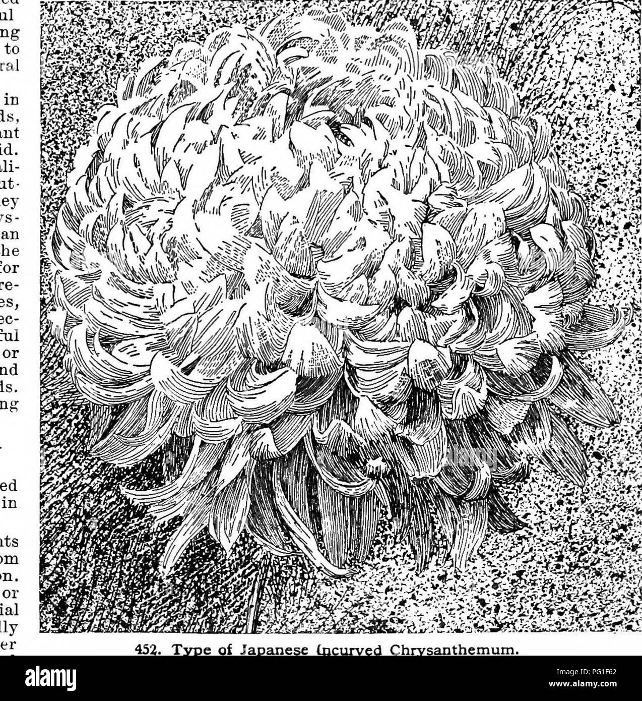 . Cyclopedia der amerikanischen Gartenbau, bestehend aus Anregungen für den Anbau von Gartenpflanzen, Beschreibungen der Arten von Obst, Gemüse, Blumen und Zierpflanzen in den Vereinigten Staaten und in Kanada verkauft, zusammen mit geographischen und Biographische Skizzen. Im Garten arbeiten. Chrysantheme CHRYSANTHEME 305 - Der erste Schritt markierten Formen sind Laciniatum, Lillian B. Vogel, Mühle - Bach, Frau W. H. Rand, A. H. Holz, Späne, Nord-em. Relative Impobtanoe und nutzt op den Typen. - im Allgemeinen, die Große-Fld. Formen populärer sind als die Kleinen - fld. Formen, insbesondere bei Ausstellungen, w Stockfoto