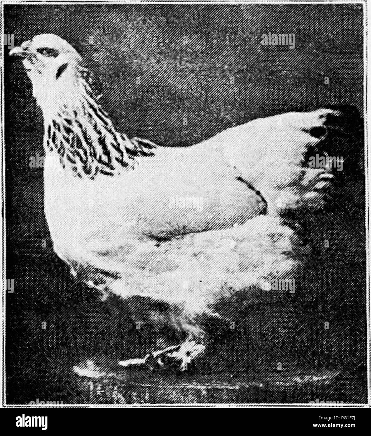 . Prinzipien und Praxis von Geflügel Kultur. Geflügel. Abb. 390. Licht Brahma Hahn. (Foto aus dem Eigentümer, Frank C. Nutter, South Portland, Maine) die schwarz-rot auf den schwarz-weißen Art der Färbung, und immer noch angezeigt, in allen aber ein paar seltene Exemplare, Spuren von braun oder rot das ganze Gefieder. Der Kamm ist ein Unerheblicher Punkt, für Waren nicht nur Brahmas zuerst mit beiden Erbse Kämme und Kämme hergestellt, sondern auch eine Erbse - Gekämmt Vielfalt der Rebhuhn Cochin war Rec - in der amerikanischen Norm ognized so spät wie 1887. Die dunklen Brahma von heute, ohne die extrem starke Befederung o Stockfoto