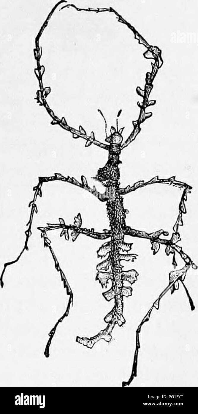 . Zoologie: für Studenten und allgemeine Leser. Zoologie. Abb. 54:3.-Blatt Insekt (PHY - liltm). Die Hälfte na^ iral Größe. zurück. Die Raupen des geometrid Motten oft gewonnen - derfully imitieren die Stängel der Pflanzen, die Sie auf Feed, in Farbe und Abzeichen, auch auf die Warzen und tuberkel auf Ihrer Haut. Als Beispiel für eine evtl. Con-scious Mimikry oder Mühe zu verschleiern - ing ihr Nest aus der Suche ihrer Feinde, die Trap-door Spider von Moggridgo in Südeuropa beobachtet zitiert werden. Diese Spinne gräbt seinem Loch unter Moos und kleine Farne, und nach der Trap-door ist die Top abgedeckt ist mit gr Stockfoto