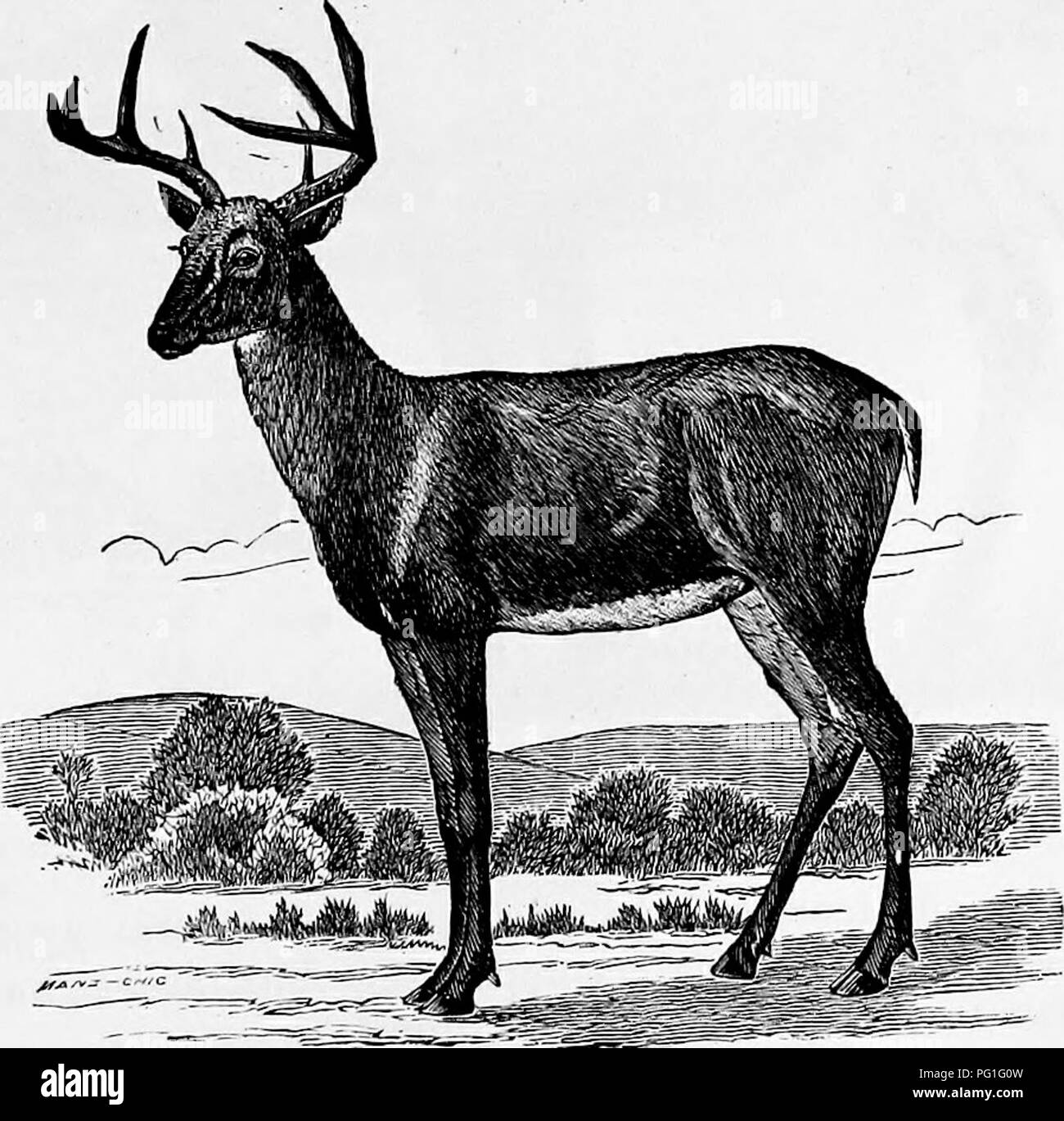 . Zoologie: für Studenten und allgemeine Leser. Zoologie. Yig. 525.- Skelett Sivatherium wiederhergestellt. - Altcr HawkiDe,. Abb. 526.- VirgiuiaD Deui -.- von Caton.. Bitte beachten Sie, dass diese Bilder sind von der gescannten Seite Bilder, die digital für die Lesbarkeit verbessert haben mögen - Färbung und Aussehen dieser Abbildungen können nicht perfekt dem Original ähneln. extrahiert. Packard, A. S. (Alpheus Frühling), 1839-1905. New York: Henry Holt Stockfoto