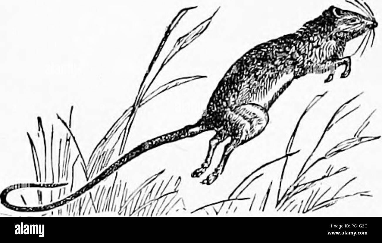 . Zoologie: für Studenten und allgemeine Leser. Zoologie. Schwein. 506 - Der spalax oder Blind Essen. - Nach Owen. enthält. Die größte aller vorhandenen Nagetieren ist die Capy - Bara von Südamerika, die aussieht wie ein Schwein. Dies wird durch die porcujiine, die entweder lebt in Bäumen oder gräbt in der Erde gelang es, während der intelligente, aktive Formen der Biber, Bisamratten, der Europäischen blinde Ratte [Sjialax, Abb. 50 (J) die Ratten und Mäuse, Eichhörnchen, und schließlich die Murmeltiere. Die Kuppeln - tic Maus und die beiden Ratten, die Braune oder ein ^ orway Ratte {Mus decimianus Pallas), die Schwarze Ratte {Mus rattus Linn.), und der gemeinsamen Hou Stockfoto