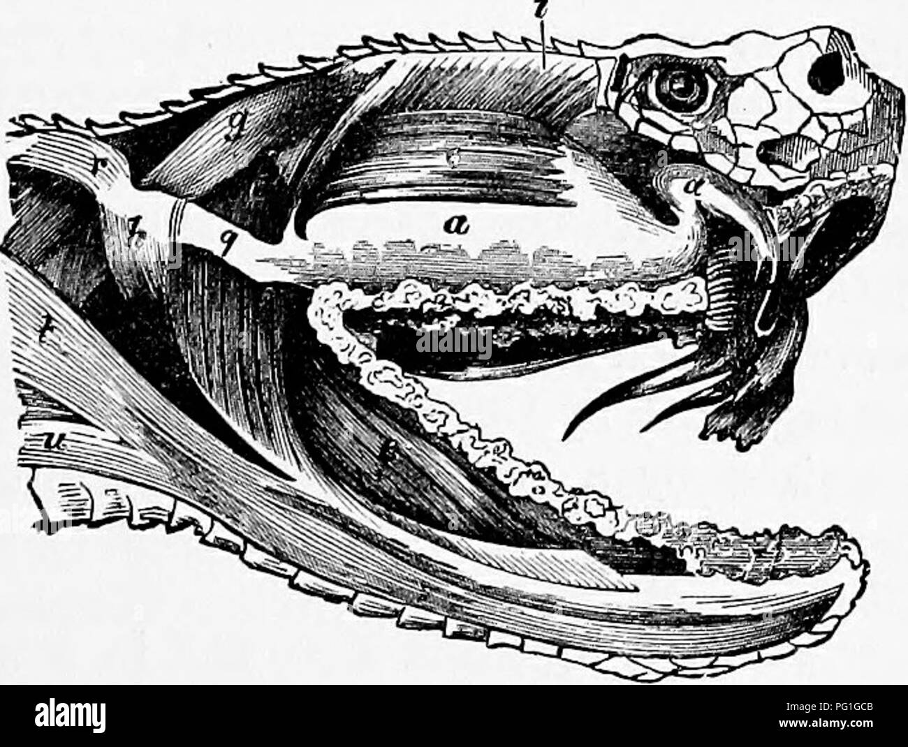 . Zoologie: für Studenten und allgemeine Leser. Zoologie. Giftige Schlangen. 499 Salenoglyph giftige Schlangen können immer erkannt werden - startmoleküle durch ihre breiten, abgeflachten Kopf, und in der Regel kurzen dicken Körper. Das gift Drüse des klapperschlange (Abb. 443, a) ist eine modifizierte Speicheldrüsen. Die beiden reißzähne sind Modifikationen der Zähne im Oberkiefer, von denen jede wurde, so zu sprechen, flach gedrückt, mit der Kanten gebogen Zueinander und zusammen gelötet, so dass ein hohler Zylinder an beiden Enden offen zu bilden, das Gift in den basalen Öffnung führen. Wenn die Reißzähne Streik in das Fleisch, die Muskeln Stockfoto