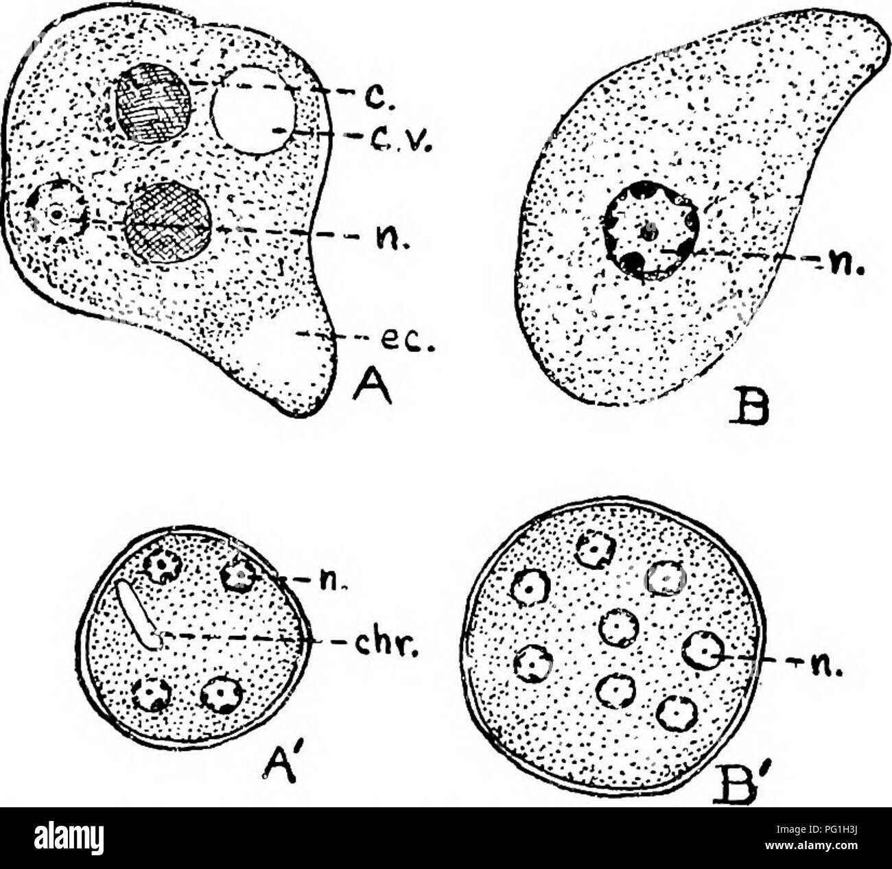 . Tierische Schädlinge und Krankheiten. Medizinische Parasitologie ; Insekten als Überträger von Krankheiten. Modus der Infektion 133, aber Sie sind schließlich heraus mit den Faeces ausgeschieden. Unhke amebae in der vegetativen Phase, die Encysted amebs beständig zu trocknen sind und für mindestens einen Monat im getrocknet oder teilweise getrockneten Fäkalien leben, wenn nicht der direkten sunUght ausgesetzt. Sie sind nicht, wie. FlQ. 38. Vergleich von Endamteba histolytica und E.coli. x 1500. A, E. histolytica, vegetatives Stadium; Hinweis kleine undeutlich Kern (n.), klar Ektoplasma (EG), eingenommen rote Blutkörperchen (c.) und contraoticle Vakuole (C.V.). B, E.c Stockfoto