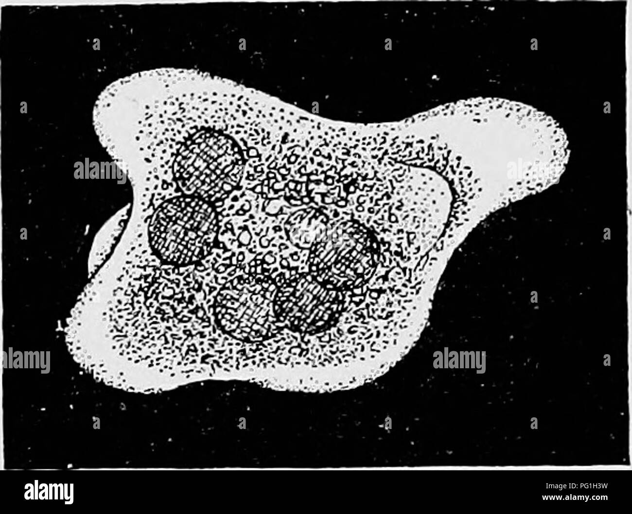 Diese Arbeit konzentriert sich auf die Rolle von Tierparasiten bei menschlichen Krankheiten und hebt die Rolle von Amöben bei verschiedenen Krankheiten hervor. Besonderes Augenmerk wird auf die Dysenterie ameba, E. histolytica, und ihre Auswirkungen auf die menschliche Gesundheit gelegt. Stockfoto