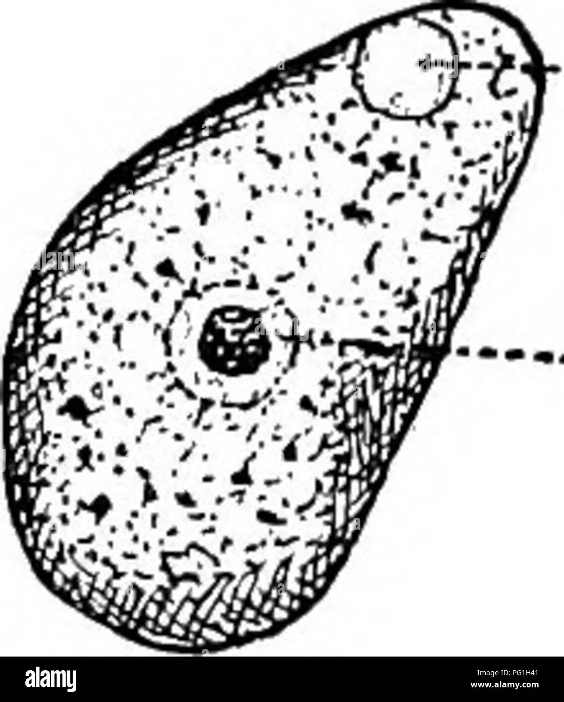 . Tierische Schädlinge und Krankheiten. Medizinische Parasitologie ; Insekten als Überträger von Krankheiten. 130 AMEB^ möglicherweise Endamceba coli wird sich eine Gruppe von verwandten Arten, die statt eines einzigen Art. In Brasilien beispielsweise, Aragao hat eine Amöben sehr ähnlich wie E. coli in mancher Hinsicht beschrieben, jedoch mit bestimmten konstanten Unterschiede, die er als E. brazilieh-Sis. Eine kleine ameba, Vahlkampfia lobospinosa (Abb. 36), in der Regel soll mit der frei lebenden Süßwasser-Arten, die oft in den Dickdarm und in den Fäzes gefunden wird, wahrscheinlich in Zyste Form mit der Nahrung aufgenommen wurden identisch sein. Stockfoto