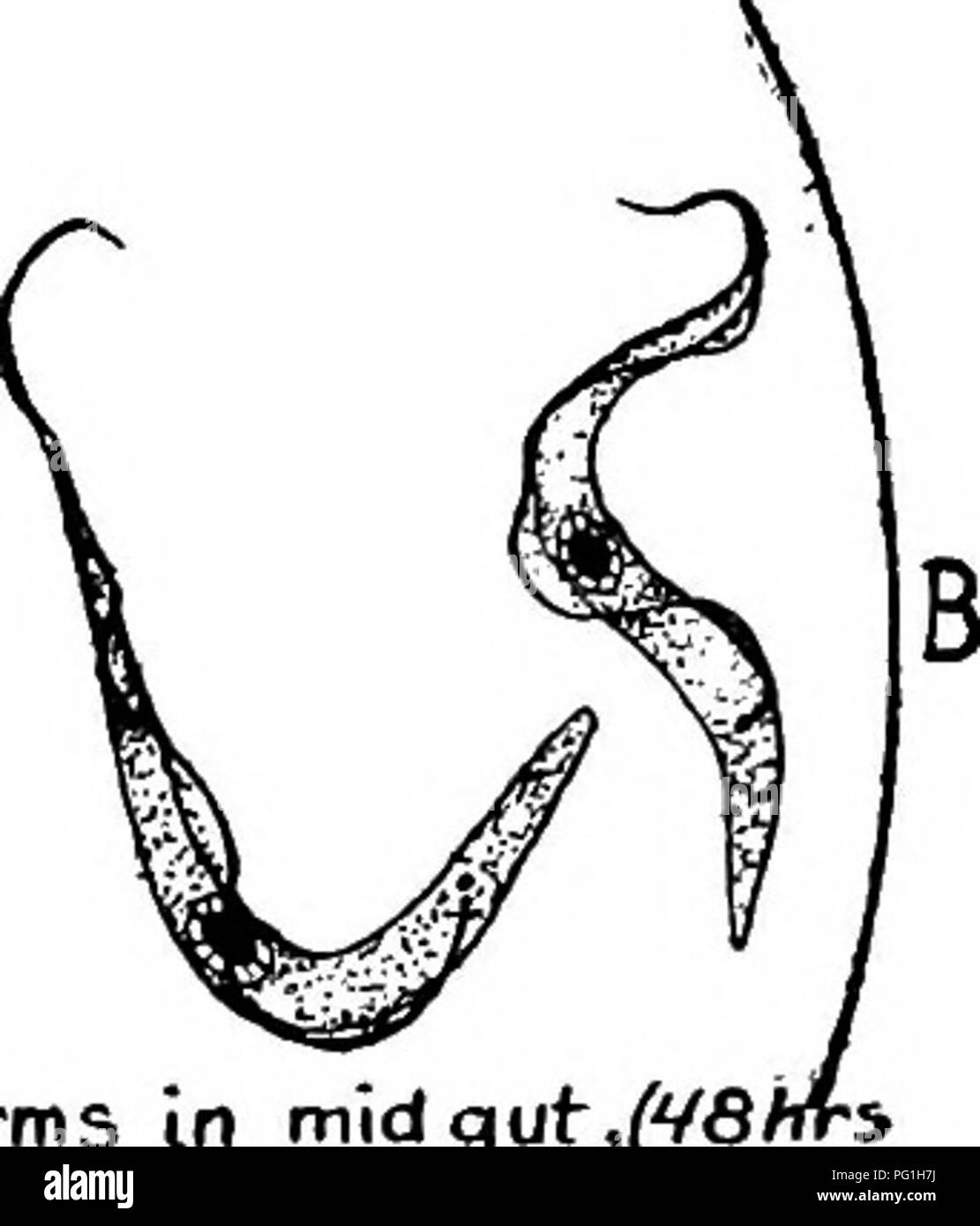 . Tierische Schädlinge und Krankheiten. Medizinische Parasitologie ; Insekten als Überträger von Krankheiten. Tsetse riy Crithidial Formen in. salivacv slands (s. Oder o Tage später). Formen in den Mitteldarm, CVS/i Nach infektiöser Mahlzeit}.. Bitte beachten Sie, dass diese Bilder sind von der gescannten Seite Bilder, die digital für die Lesbarkeit verbessert haben mögen - Färbung und Aussehen dieser Abbildungen können nicht perfekt dem Original ähneln. extrahiert. Krämer, Asa, Crawford, 1891 -. Wiley, New York, J. Stockfoto